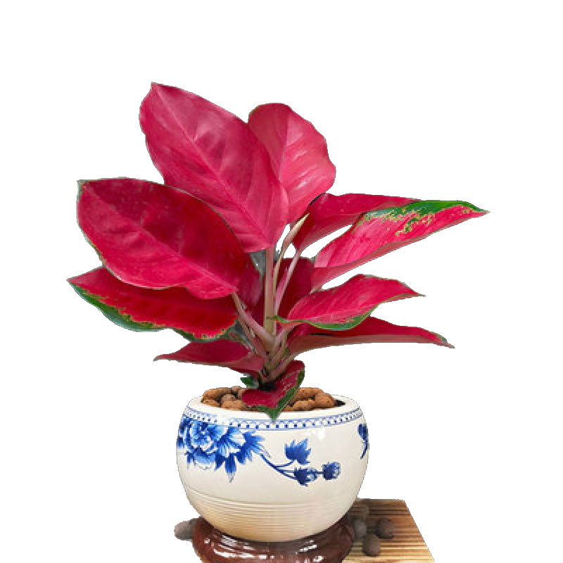 惜林園吉利中國紅盆栽室內如意皇后花觀葉植物吉祥如意萬年紅萬年青系列 吉利紅+蘭花瓷+底座 帶盆發(fā)貨