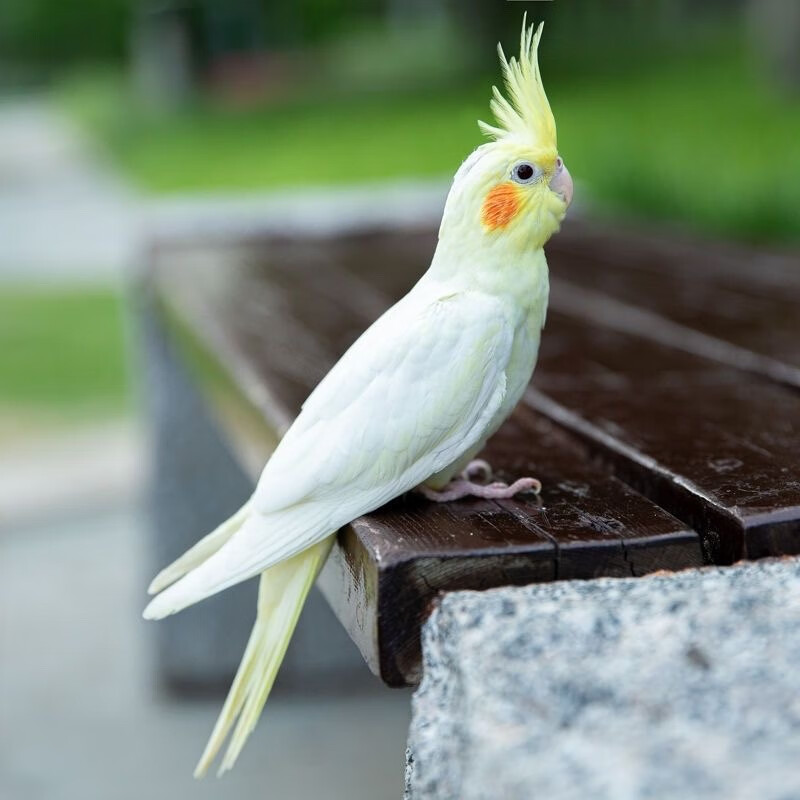 玄凤鹦鹉会学说话手养宠物黄化玄凤一对可繁殖鸟活物鹦鹉活鸟 一只手