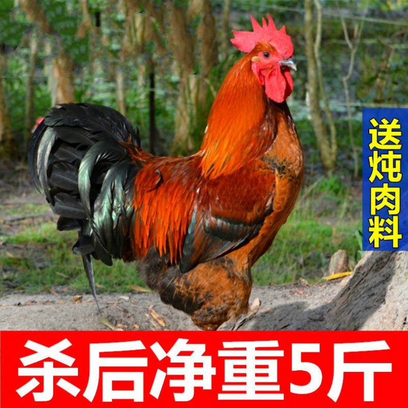 丽鲜玫 杀后净重3斤【个头偏小】 山东大公鸡