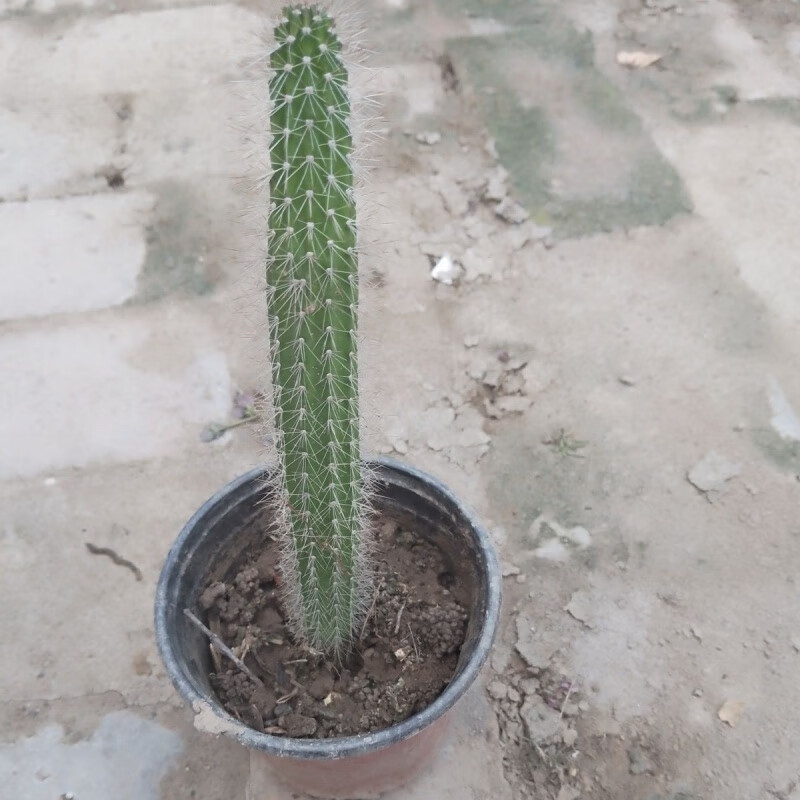 卉双虎尾柱仙人掌植物耐干旱生长快观掌值价高 虎尾柱仙人掌植物耐