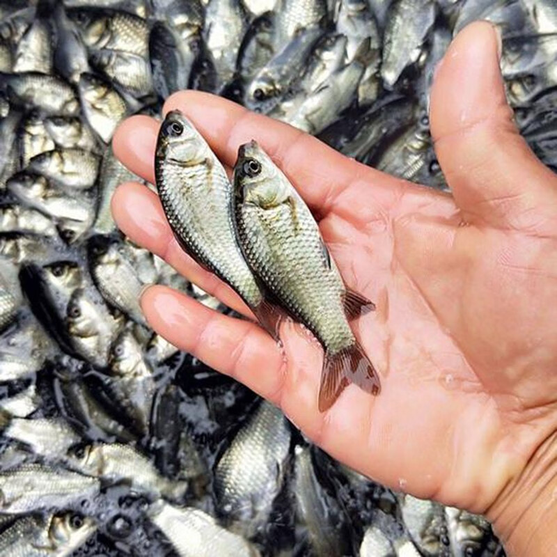中科五号鲫鱼黄金鲫鱼工程湘云鲫土鲫淡水养殖食用活体大草鱼 中科鲫2