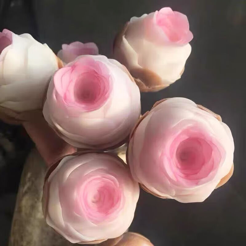 山地玫瑰水蜜桃玫瑰送女友多肉玫瑰鲜花绿植七夕礼物 贵货特内里费
