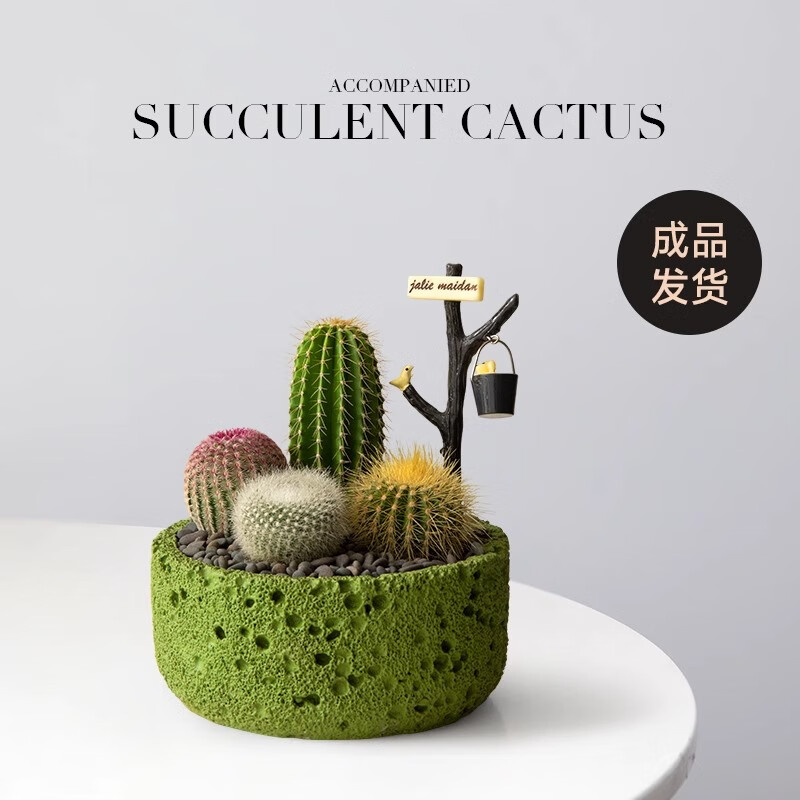 仙人掌盆栽組合多肉植物小仙人球辦公室桌面綠植創(chuàng)意生日禮物送禮 成品【綠圓石孔】A套餐含擺件