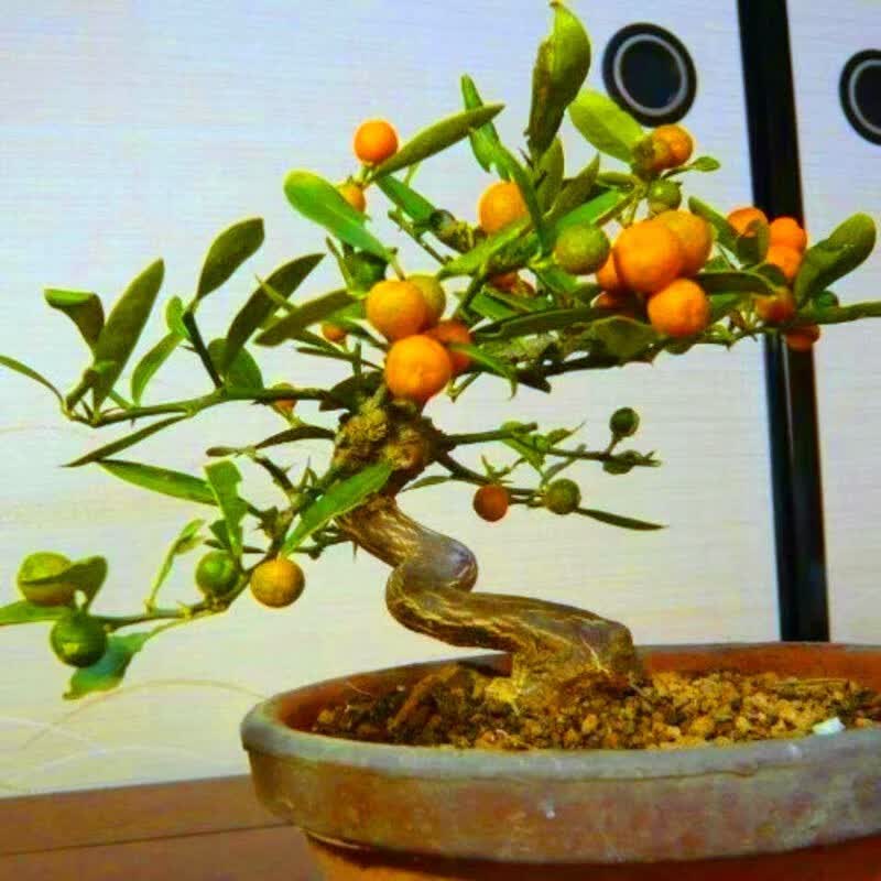 碧候兰园小金豆盆栽人工播种原生苗非嫁接盆景小金桔观果种植盆栽室内