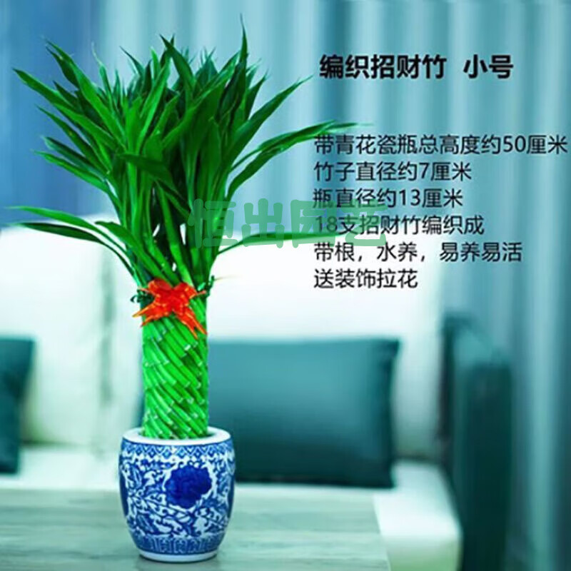 采缇编织富贵竹水培花卉水养发财竹客厅办公室带根盆栽大型绿植含