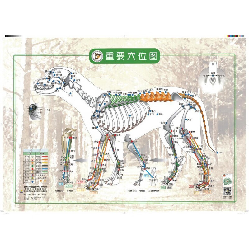 犬重要穴位图，胸、腹部穴位图，金日山主译（全套2张）