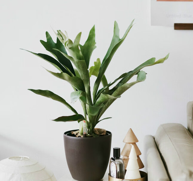 荷兰鹿角蕨 北欧ins网红植物家居绿植桌面懒人盆栽麦桑荷 荷兰鹿角蕨