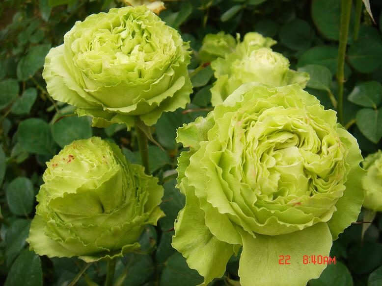 瑞飘浓香月季花大苗盆栽红双喜庭院阳台特大花四季花卉绿植物香水玫瑰