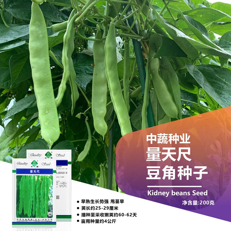 京農(nóng)研豆角種子長(zhǎng)豇豆苗油豆角無(wú)筋架豆白不老紫眉豆扁豆四棱豆蔬菜籽孑 量天尺扁豆 200克