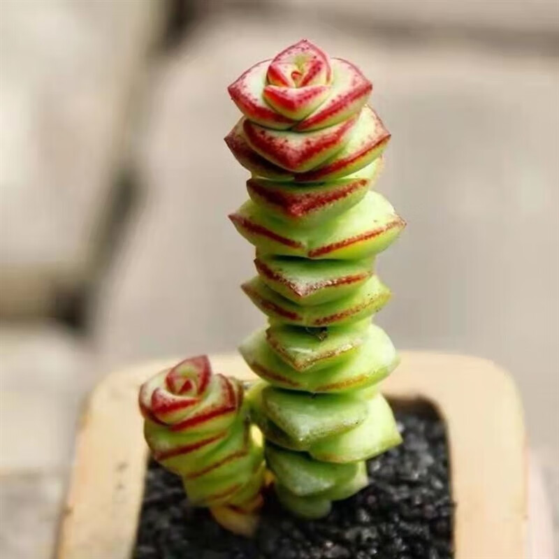 Ǯ��������ֲ��Ǯ����������ֲ�����������������ļ������� 1��Ǯ��С��2-3���� ����