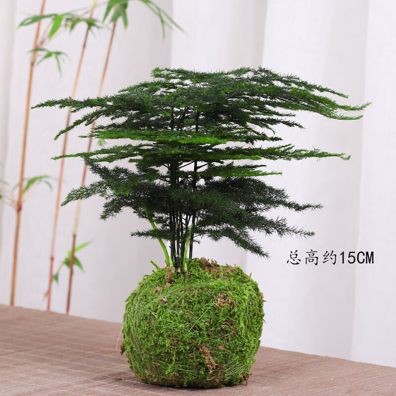 雨花蝶办公室摆件苔藓球植物盆景绿植桌面小盆栽青苔球好养多种类组合