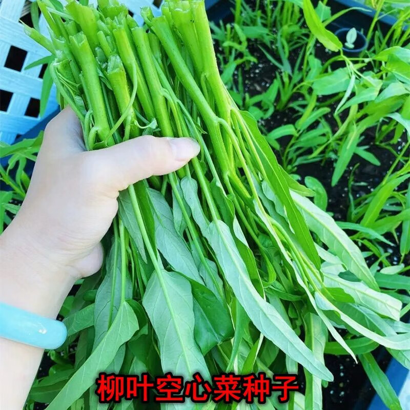 空心菜种子柳叶白梗空心菜小叶青菜种籽阳台盆栽大田四季蔬菜种子