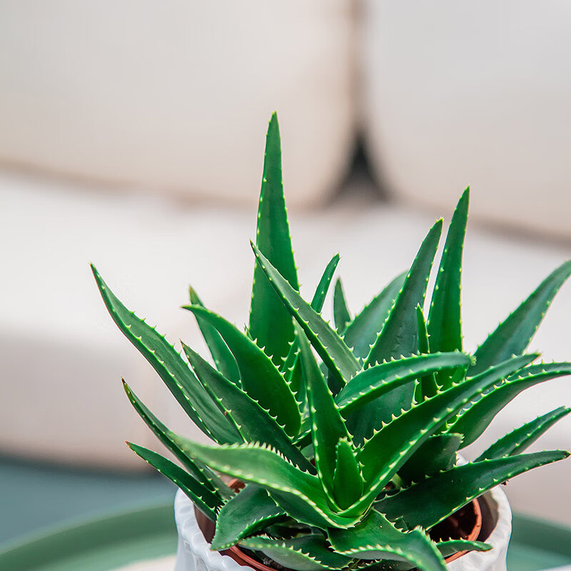樱霞广州发货芦荟盆栽办公室桌面新鲜小绿植盆栽补水室内家居阳台盆栽
