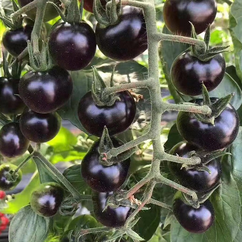 种菜记 黑番茄种子种苗小番茄黑珍珠黑钻石樱桃西红柿圣女果种籽盆栽 黑钻石番茄苗6棵