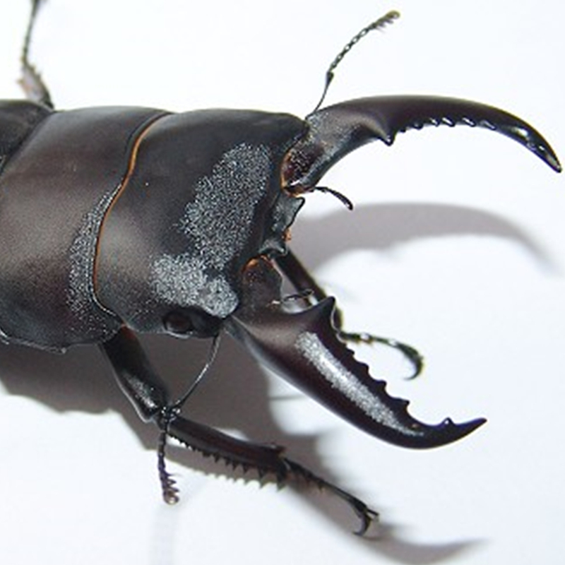boussac中国大扁锹 锹形虫 中华甲虫 活体宠物独角仙成虫 兜虫 锹甲
