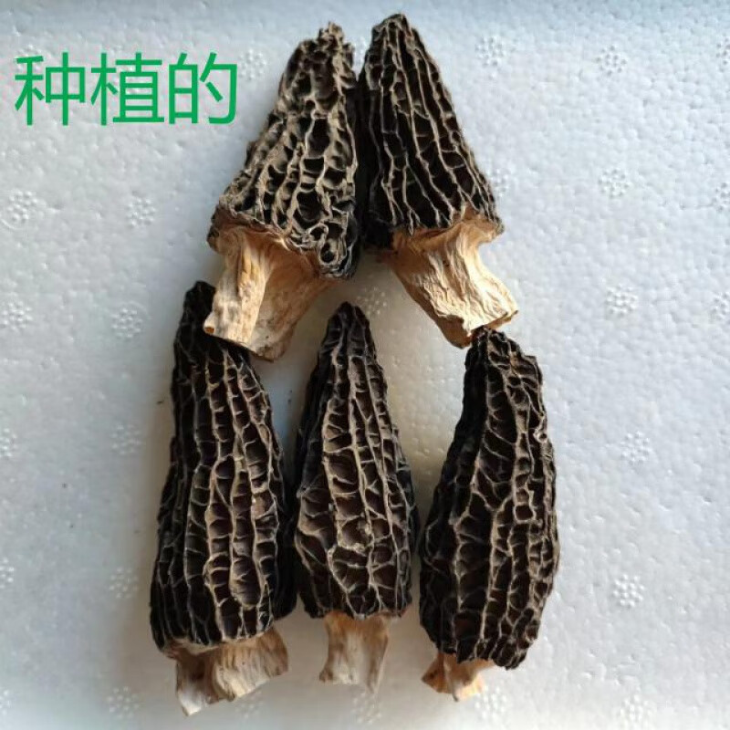 君闵云南特产头茬新鲜种植人工羊肚菌羊肚蘑无泥沙春羊肚 100g