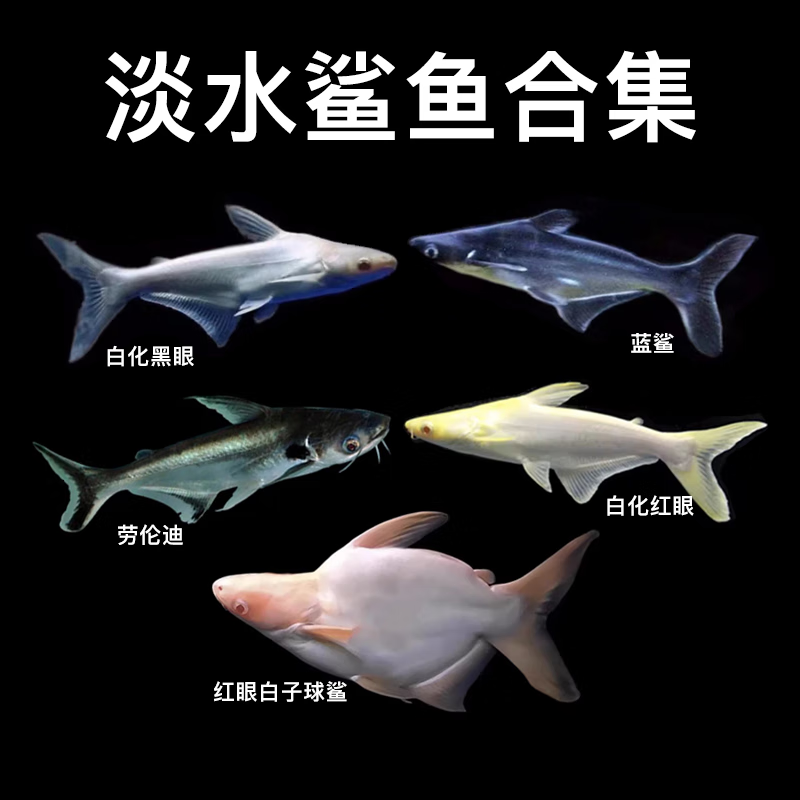 三叶宠 淡水蓝鲨活体热带鱼白化鲨劳伦迪鲨活鱼大型鱼龙鱼配鱼观赏鱼 蓝鲨18-20cm 2条