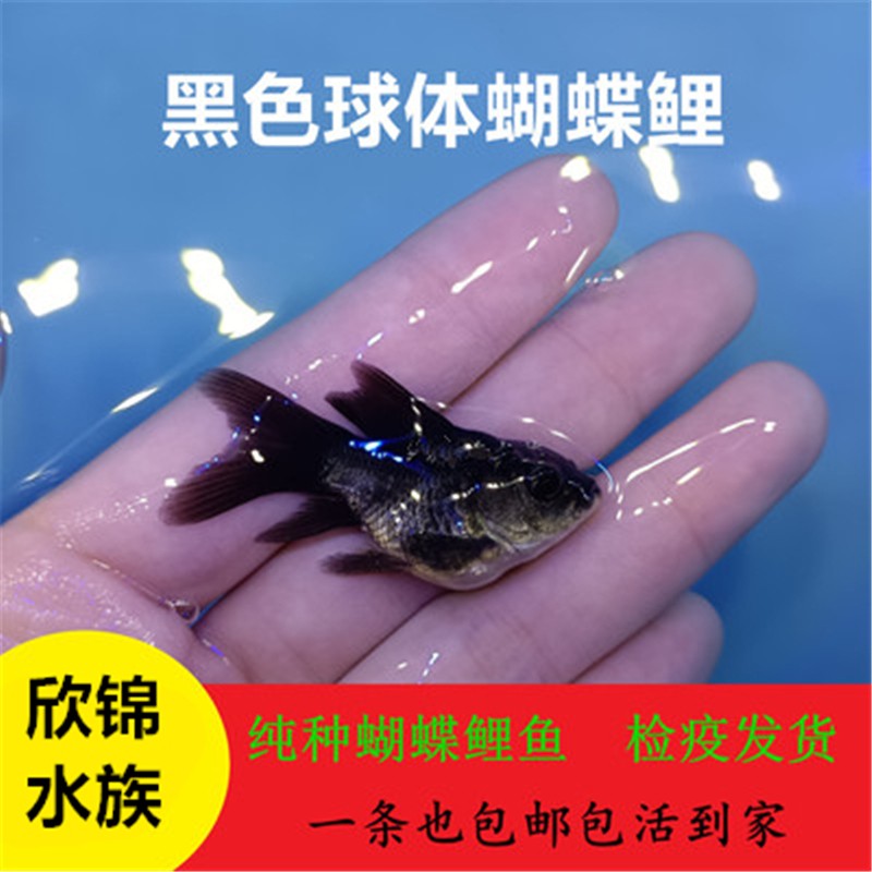聪腾纯种彩色蝴蝶鲤鱼熊猫金色球体短身活体冷水观赏鱼 球体黑色蝴蝶