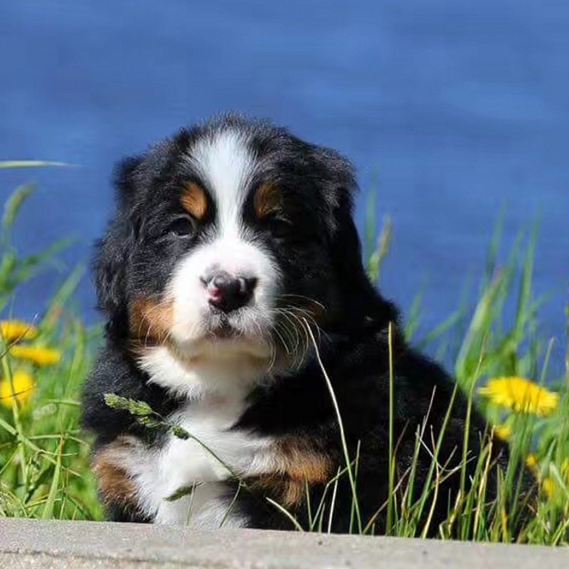 哼嘟(humdu)【30天健康保障】 北京伯恩山幼犬 宠物狗狗活体伯恩山犬