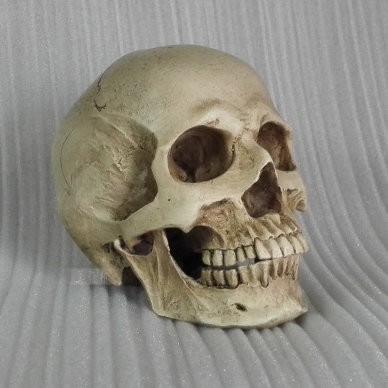 2021新款树脂骷髅头绘画半身像人头骨 艺用人体肌肉骨骼解剖结构模型