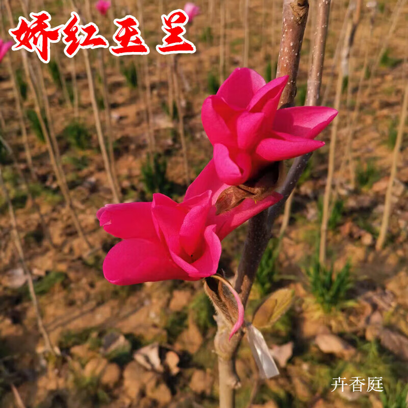 翔意娇红一号玉兰树苗 娇红玉兰庭院高端花卉 嫁接娇红一号玉兰花树苗