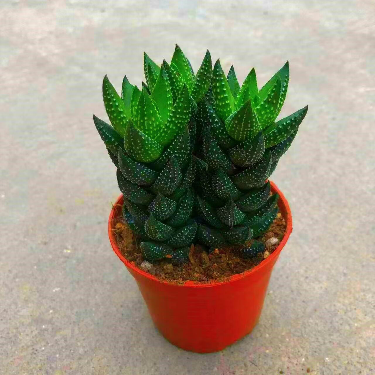 刘不丁九龙塔多肉植物迷你小盆栽室内阳台客厅吸甲醛易养美观迷你盆栽