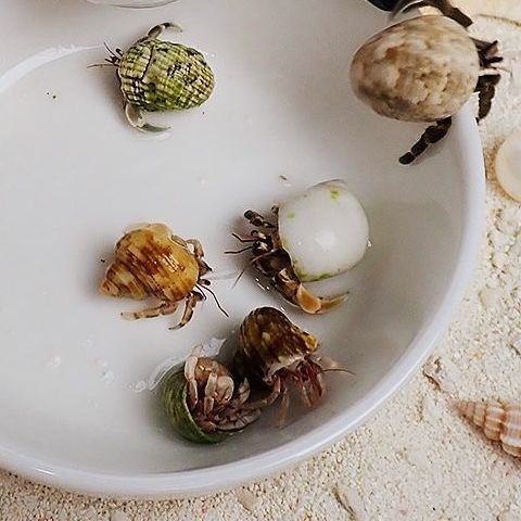 墨一灰白草莓寄居蟹西伯利斯深紫里拉短腕宠物活体螃蟹观赏蟹 1-3厘米