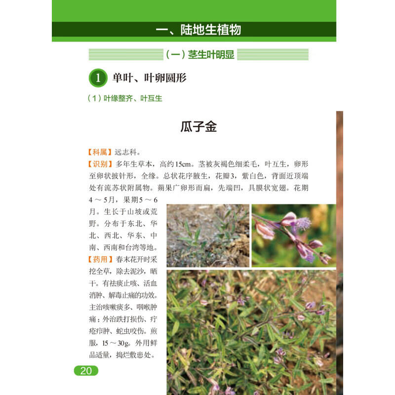 中草药大全药剂学中医草药书籍识别图全集 野生及栽培药用植物大全