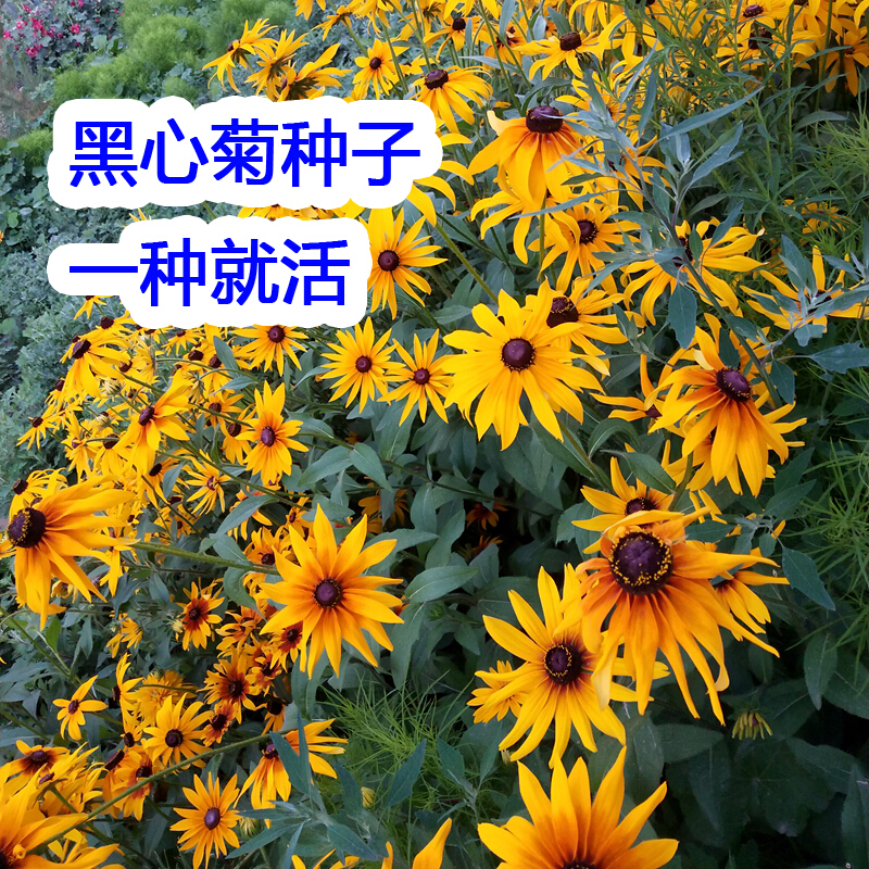 珂玮黑心菊种子春秋播种多年生宿根花卉种子耐旱耐寒绿化草花种子