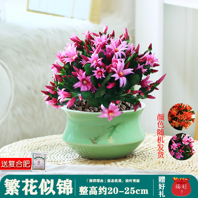 蟹爪兰仙指兰盆栽花卉带花苞室内阳台绿植盆栽观花植物四季开花 繁花似锦 3年生仙指兰 盆器 虎窝购