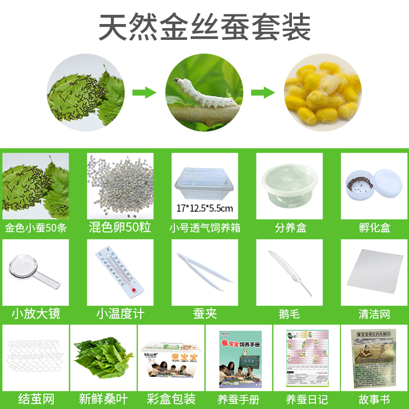 新鲜桑叶七彩金丝彩色蚕卵蚕种嫩桑叶学生养蚕工具 天然金丝蚕套装