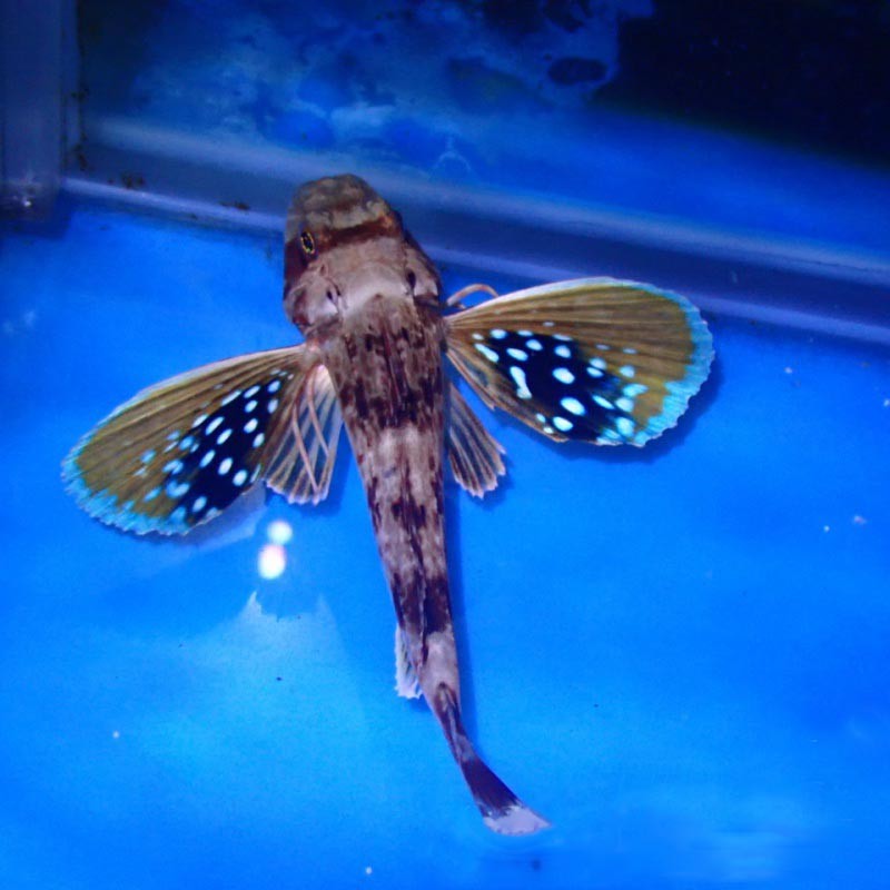 海水鱼活体活物绿鳍鱼海蝴蝶飞机鱼海水观赏宠物鱼运输包活-岚黛 绿鳍