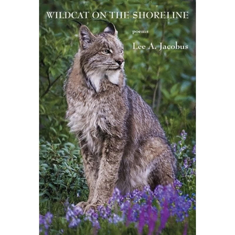 【4周达】wildcat on the shoreline