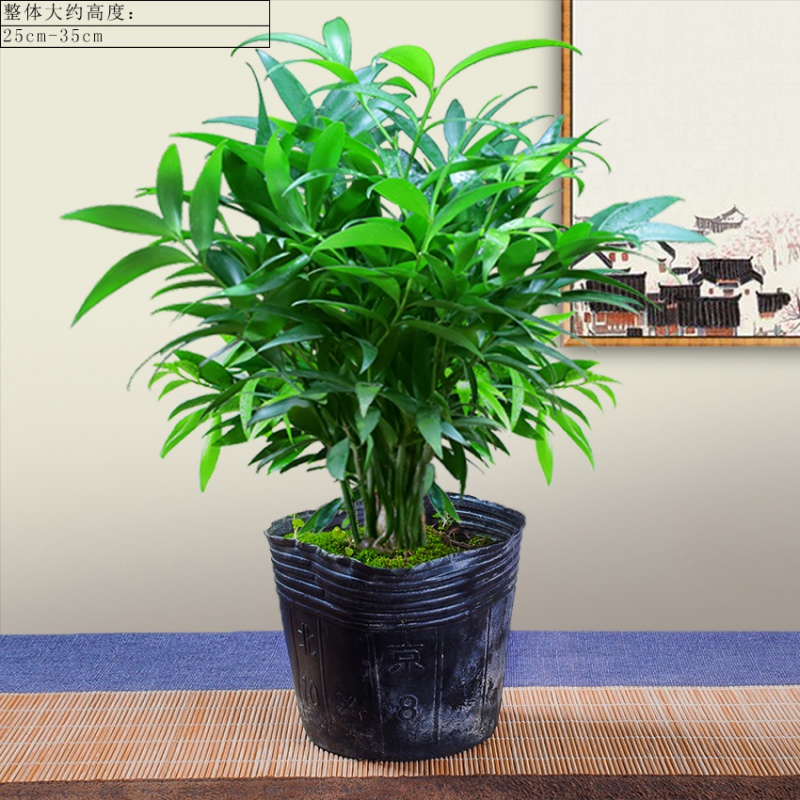 mojy竹柏盆栽植物室内阳台花卉好养绿色桌面树苗办公室小绿植 简装