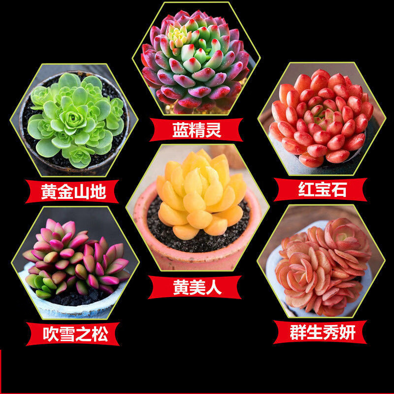 多肉植物大颗好养绿植生石花室内精品老桩肉肉稀有品种花卉小盆栽 小