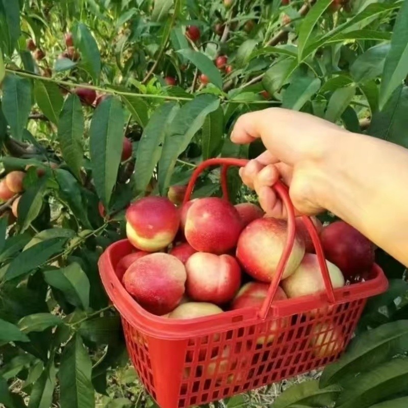 鹏翔宇【顺丰包邮】正宗珍珠枣油桃脆甜枣桃油桃枣蜜桃整箱新鲜应季水果 早熟珍珠枣油桃【白核微酸半离核】 净重4.5-5斤【店长推荐】