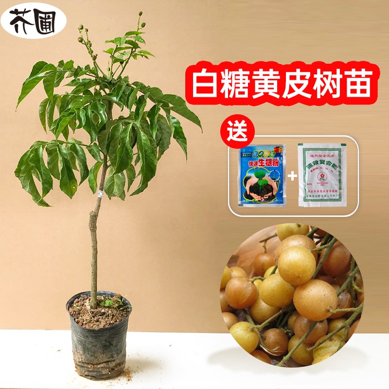 种植盆栽地栽当年结果苗广西嫁接果树苗 白糖黄皮苗【带土带叶发货】