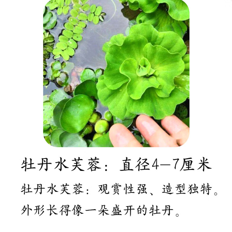 蜈蚣草 相关京东优惠商品排行榜 3 价格图片品牌优惠券 虎窝购