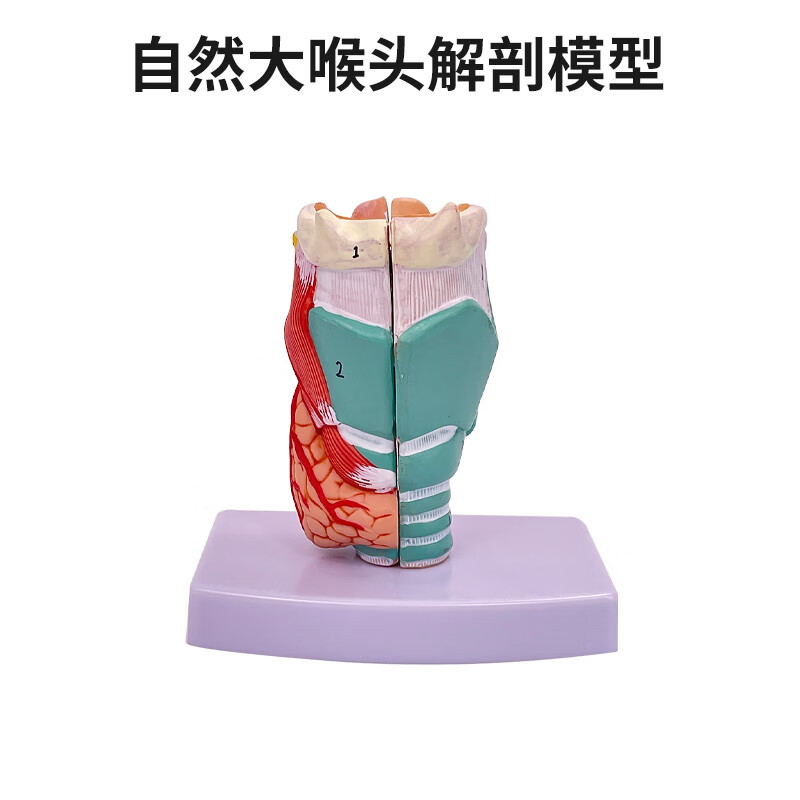 2倍放大咽喉模型喉解剖标本喉部血管甲状腺喉结喉头喉咙 教学仿真