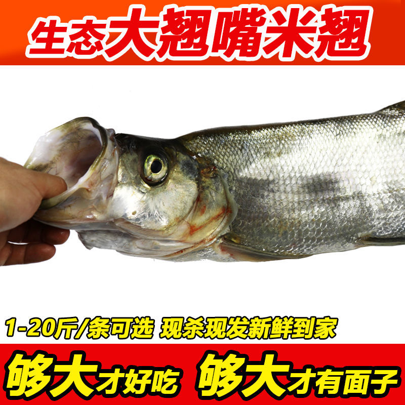 御泸鲜湘特大超大翘嘴鱼米翘米级鲜活现杀淡水大白鱼翘嘴白鱼湖北特产
