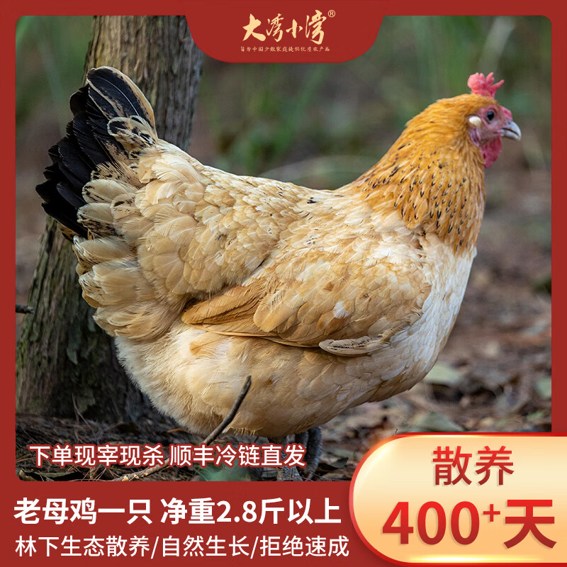 大湾小湾山地梅花鸡母鸡 净重2.8斤以上 柴鸡走地鸡散养鸡老母鸡土鸡肉