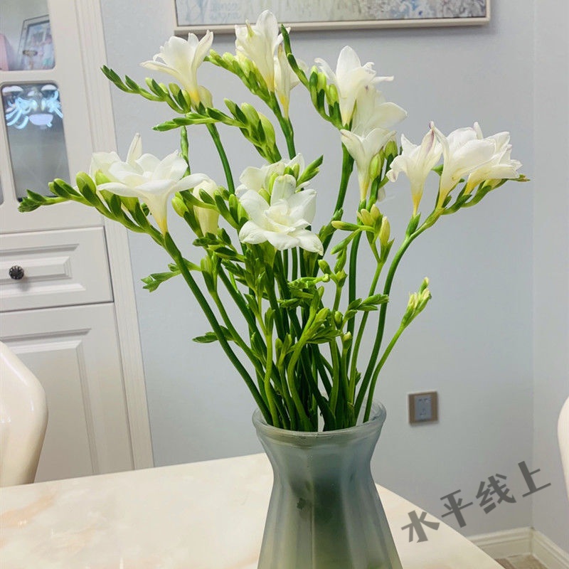 鲜花带花苞室内培花卉盆栽植物绿植好养活瑰季 白色香雪兰多颗组合 不