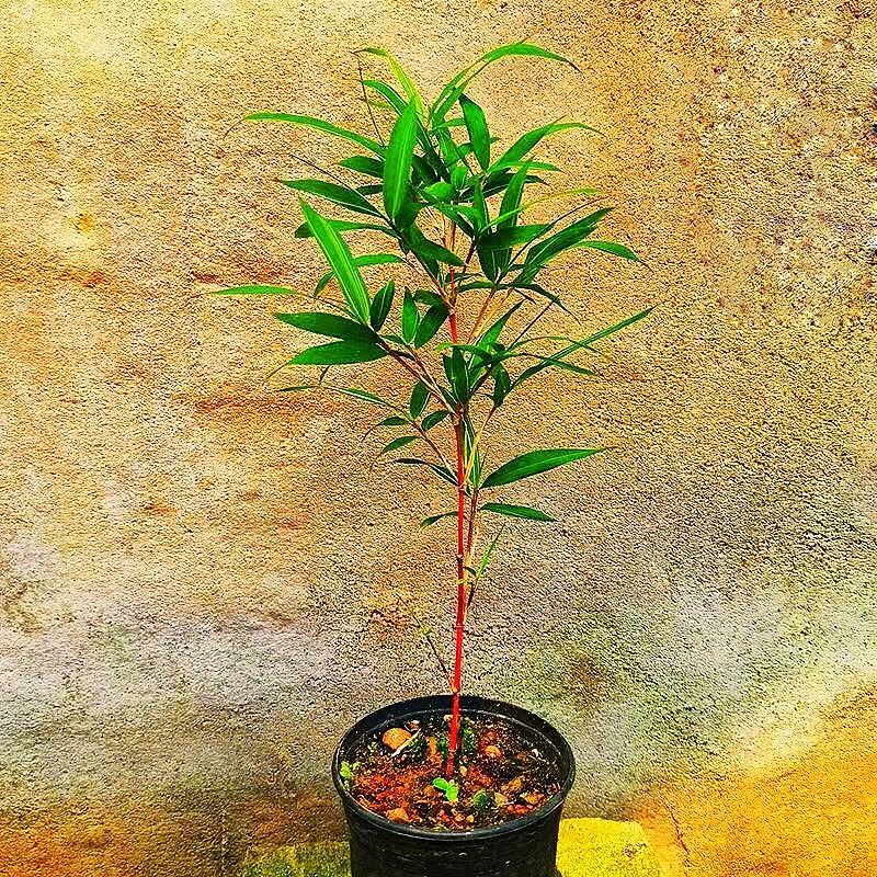 碧候兰园正宗日本朱竹红竹苗红寒竹红观音竹簕竹头老桩盆景金丝佛肚竹