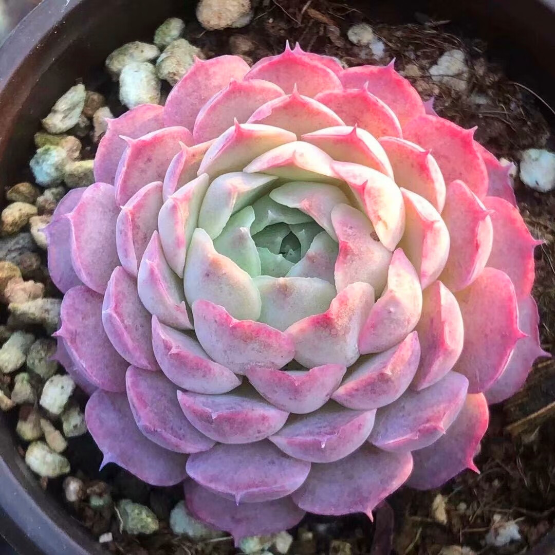 花匠汇 西府海棠多肉植物稀有品种办公室桌面小盆栽花卉带盆栽好肉