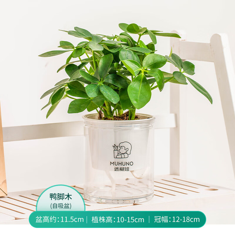 登榜 八方来财盆栽室内办公室耐阴绿植好养易活四季常青植物 鸭脚木