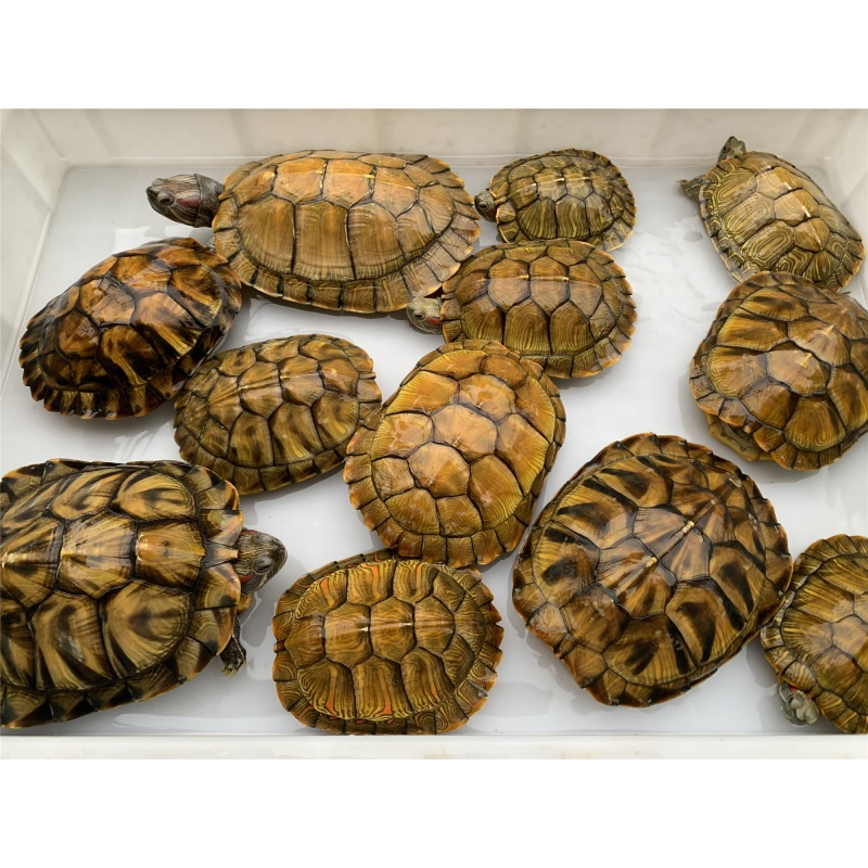 巴西红耳龟宠物龟大小招财乌龟活物活体观赏龟公母情侣水族萌宠龟