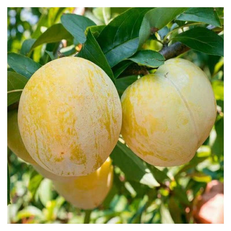 鲜美传奇蜂糖李子树苗嫁接苗木特大脆李四川李树果苗南方苗木新品种