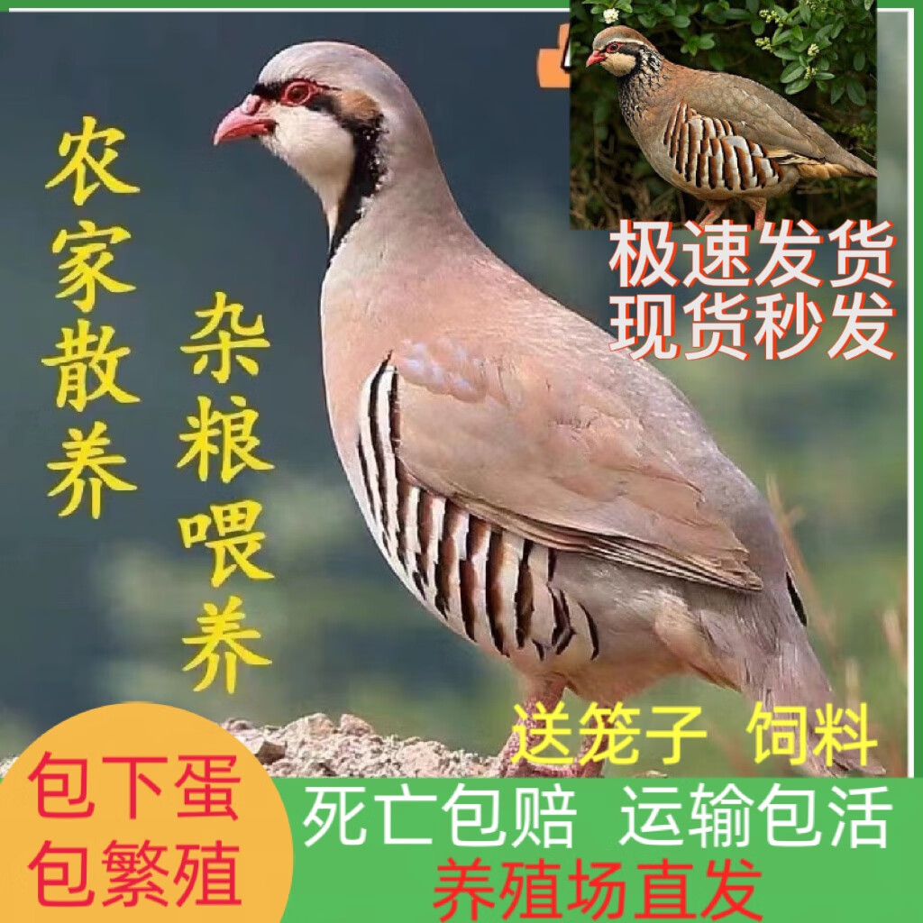 青年鹧鸪两只 一公一母