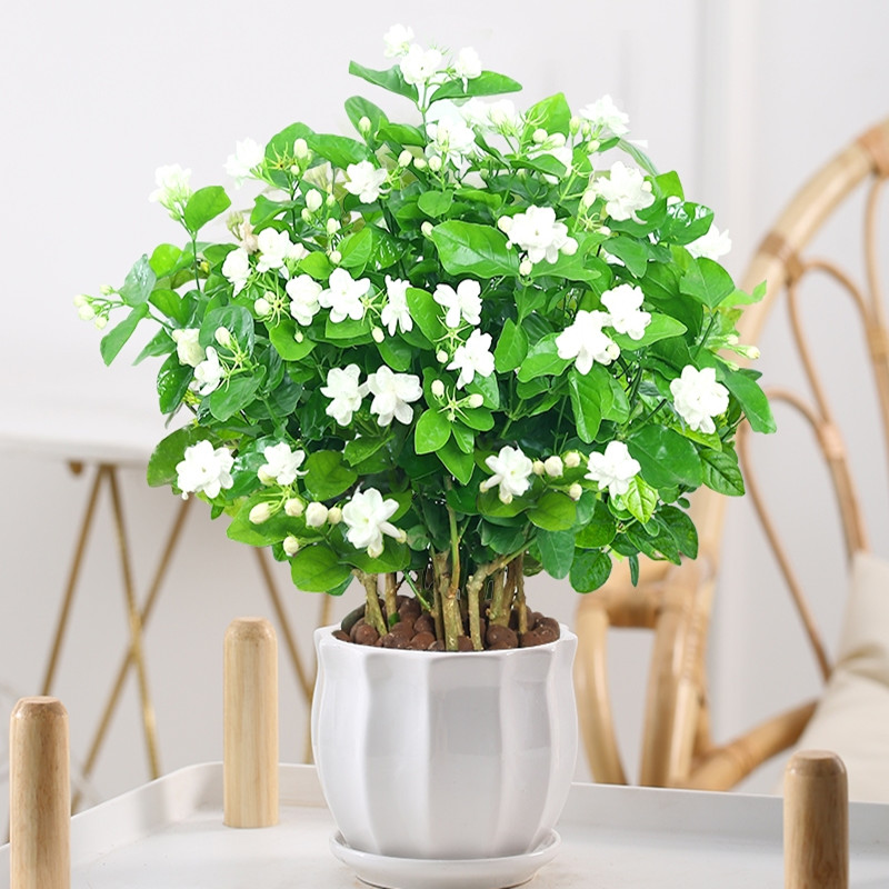 茉莉花盆栽