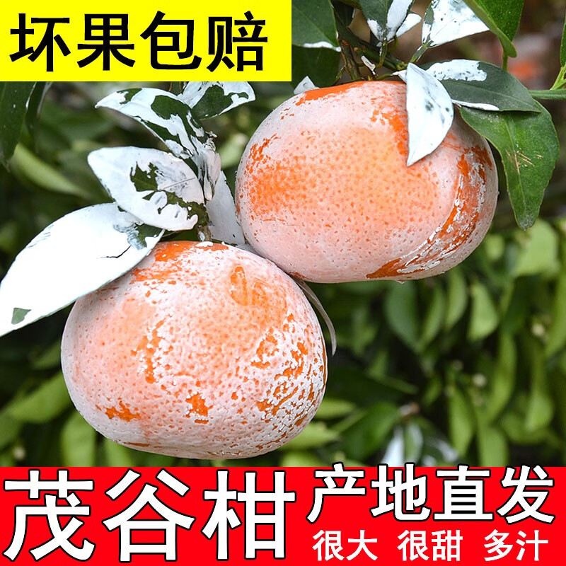 闽域寻鲜广西南宁茂谷柑大果网红脏脏橘柑橘子柑新鲜应季水果 中果